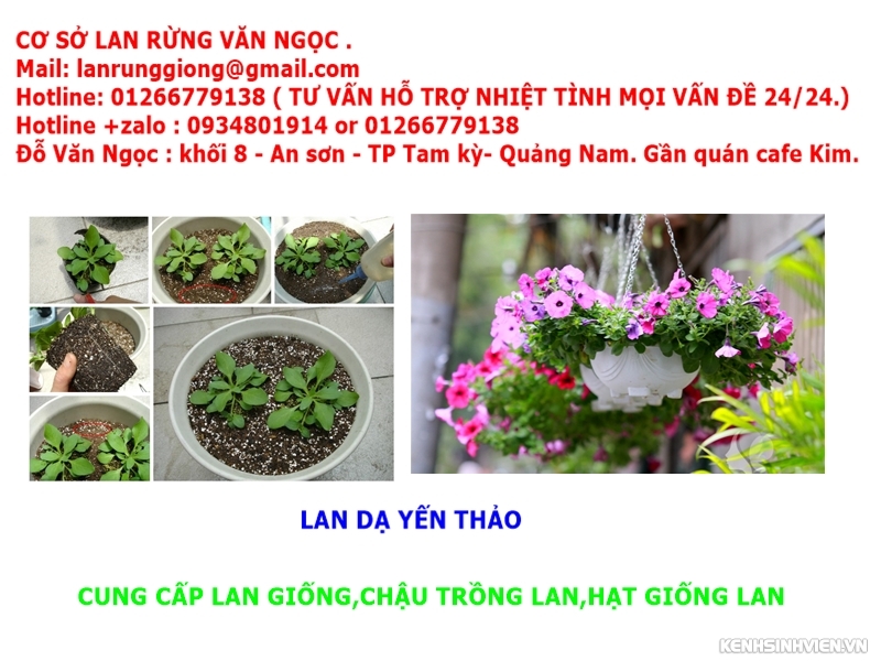 địa điểm bán phong lan ở đà nẵng,chuyên cung cấp lan rừng giá rẻ - 8