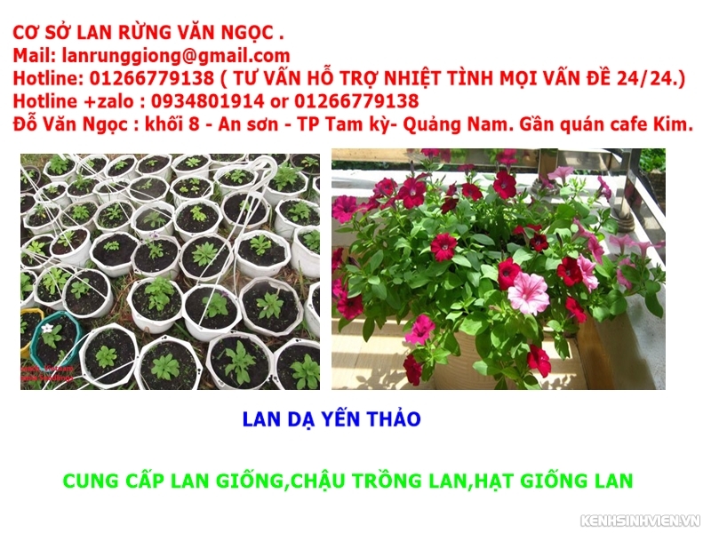 địa điểm bán phong lan ở đà nẵng,chuyên cung cấp lan rừng giá rẻ - 7