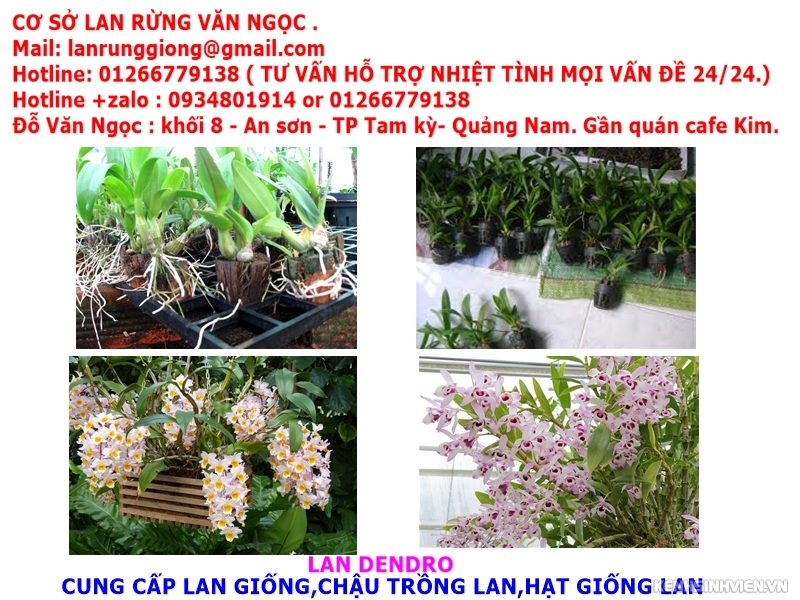 địa điểm bán phong lan ở đà nẵng,chuyên cung cấp lan rừng giá rẻ - 6