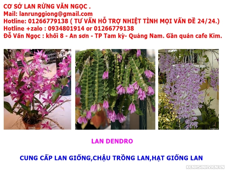 địa điểm bán phong lan ở đà nẵng,chuyên cung cấp lan rừng giá rẻ - 5