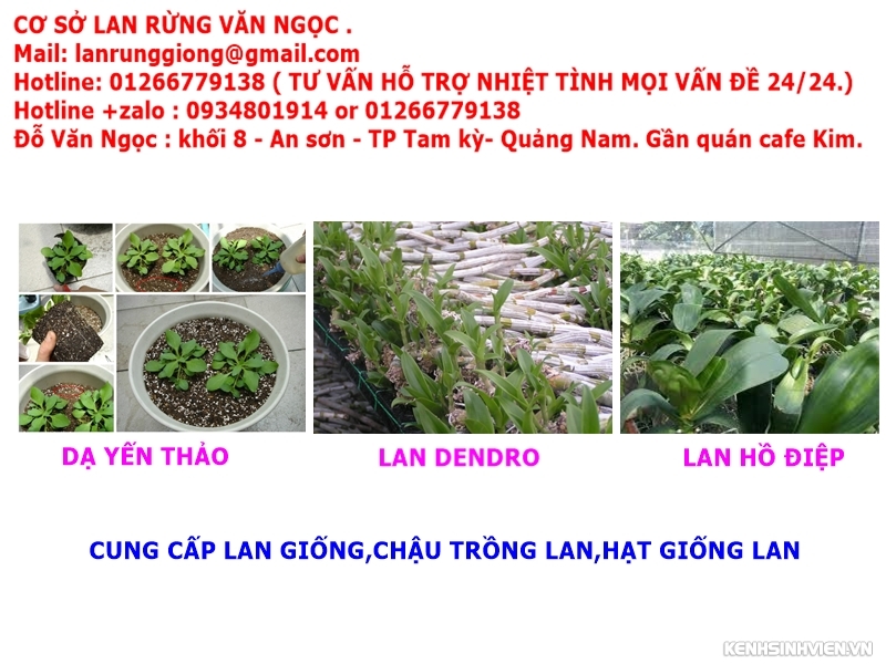 địa điểm bán phong lan ở đà nẵng,chuyên cung cấp lan rừng giá rẻ - 4