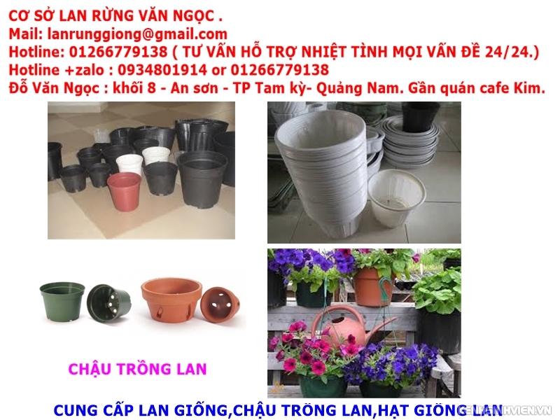địa điểm bán phong lan ở đà nẵng,chuyên cung cấp lan rừng giá rẻ - 2