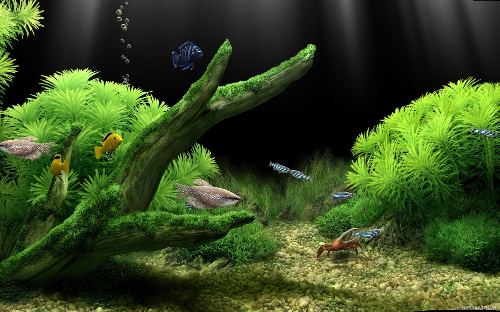 Dream Aquarium Screensaver 125 Màn hình chờ bể cá ảo sống động  mobifirst