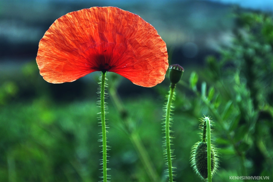 159339-poppy-red-one-flower-buds-the-field-close-up-blurred-p.jpg