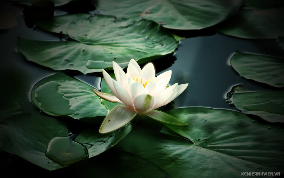 250276-nature-flower-lily-white-water-plant-petals-p.jpg