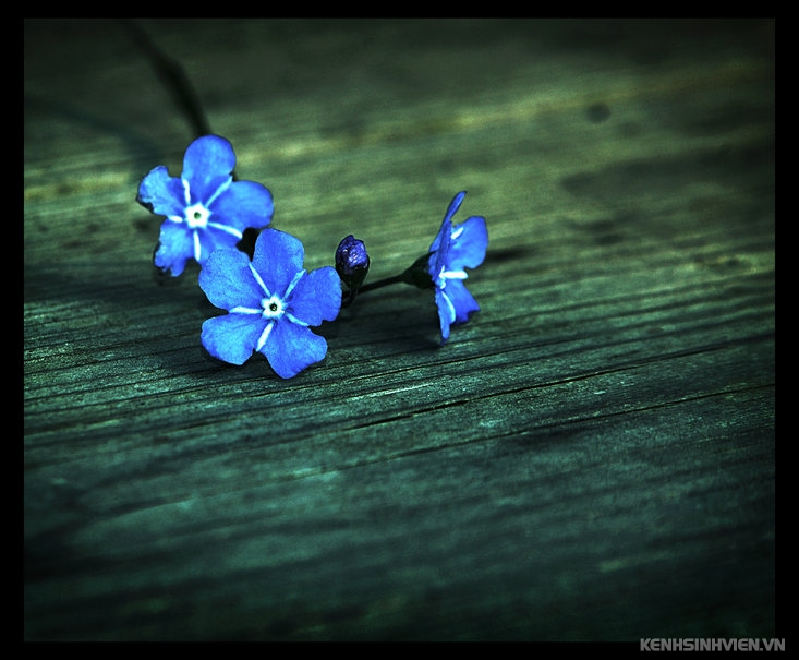 546667-blue-flowers-p.jpg
