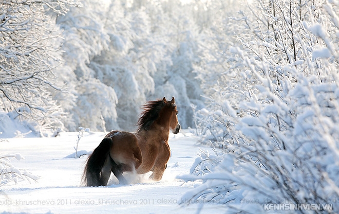 animals-in-winter-4-1415786960-660x0.jpg