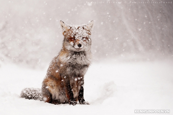 animals-in-winter-5-1415786961-660x0.jpg