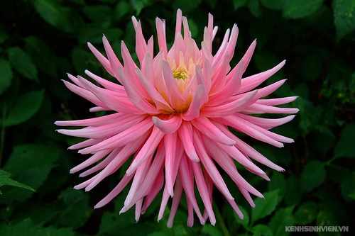 dahlia-flower-9-1.jpg