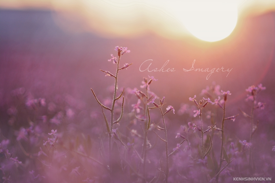 lavender-copy-by-strangeposse-d7fdyso.jpg