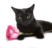 black-cute-pet-cat-rose-white-background-pink-44003592.jpg