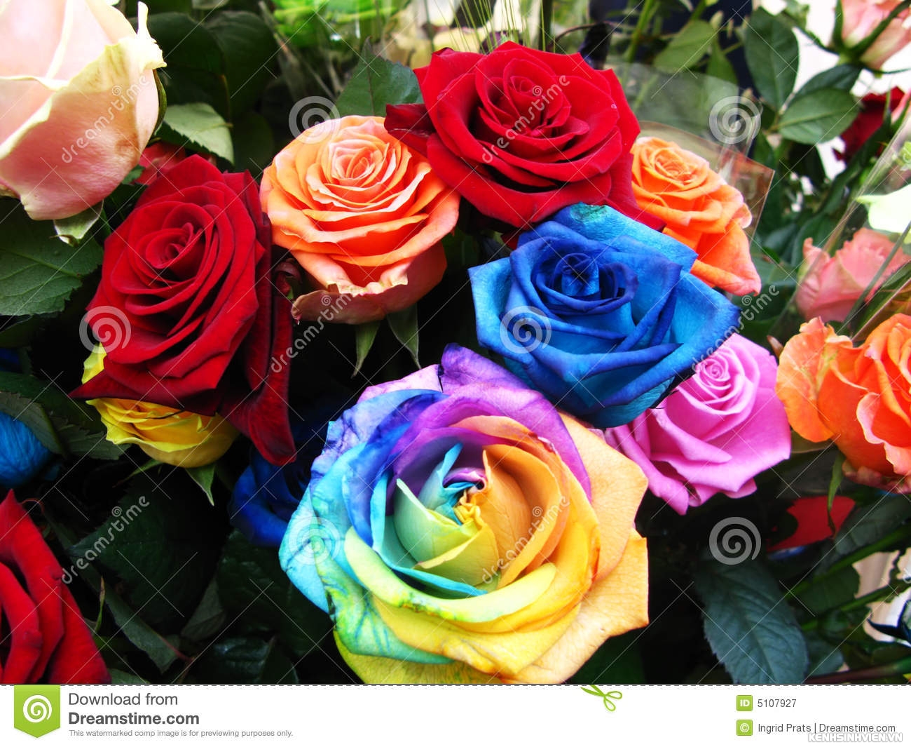 colorful-roses-bloom-5107927.jpg