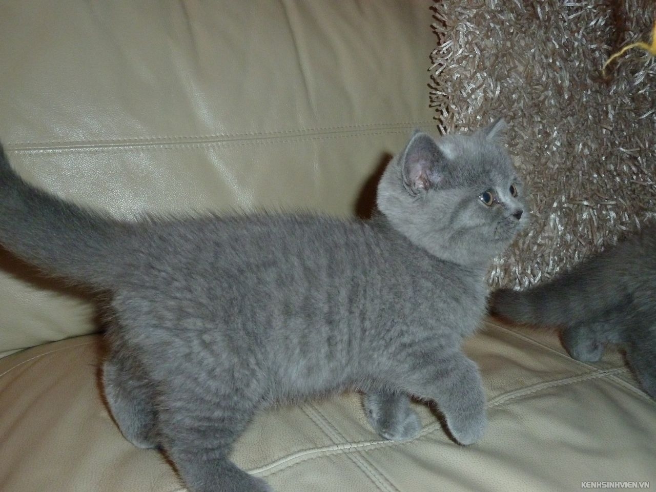 british-shorthair-chunky-kittens-for-sale-577f8147ed7d2.jpg